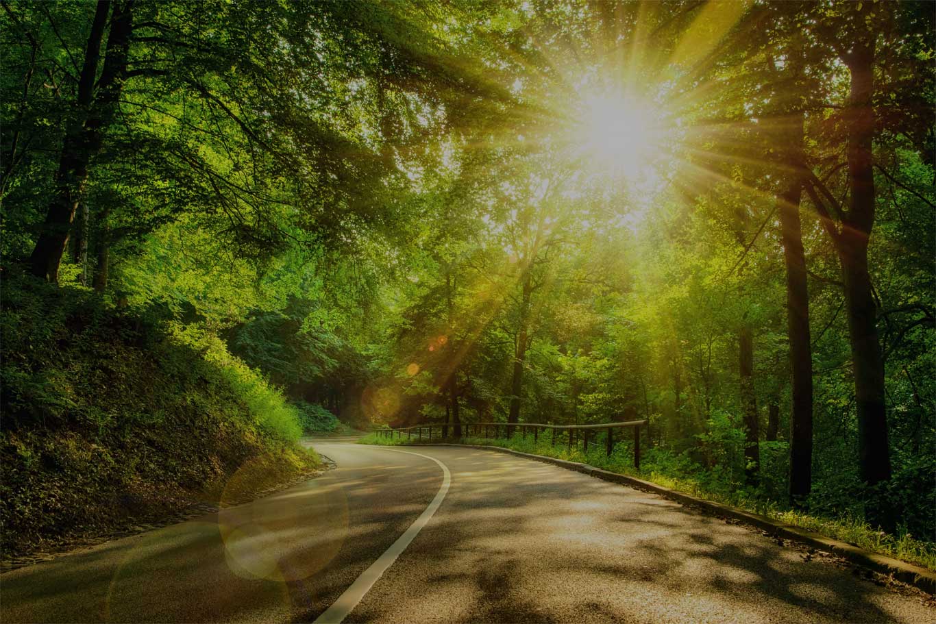 Road through a forest with sun shining through the trees