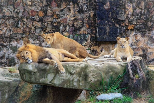 Zoo